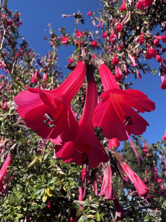 Cantua buxifolia