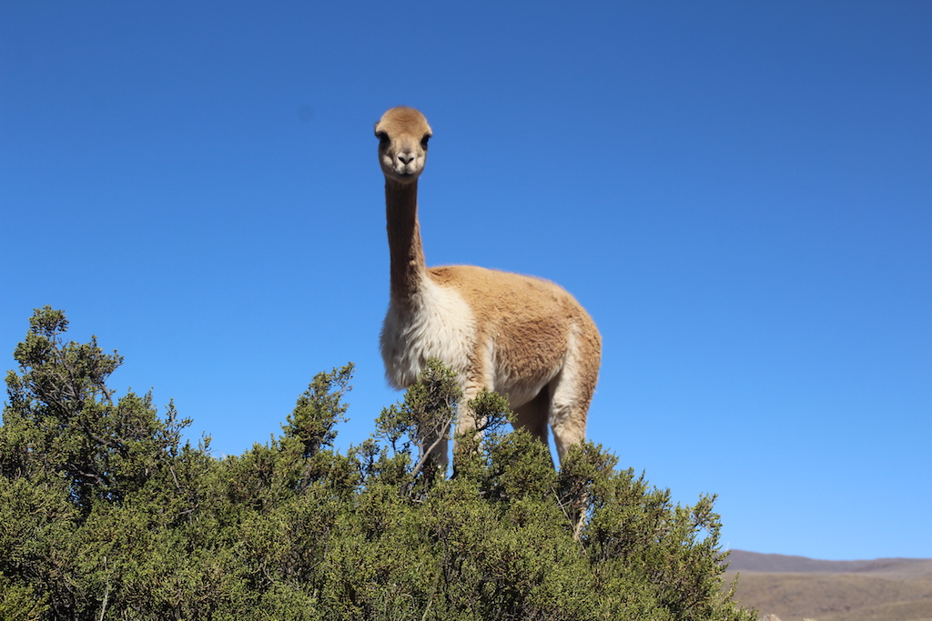 Colca Vadisi - Lama