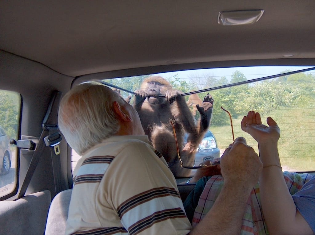 Toronto - African Lion Safari