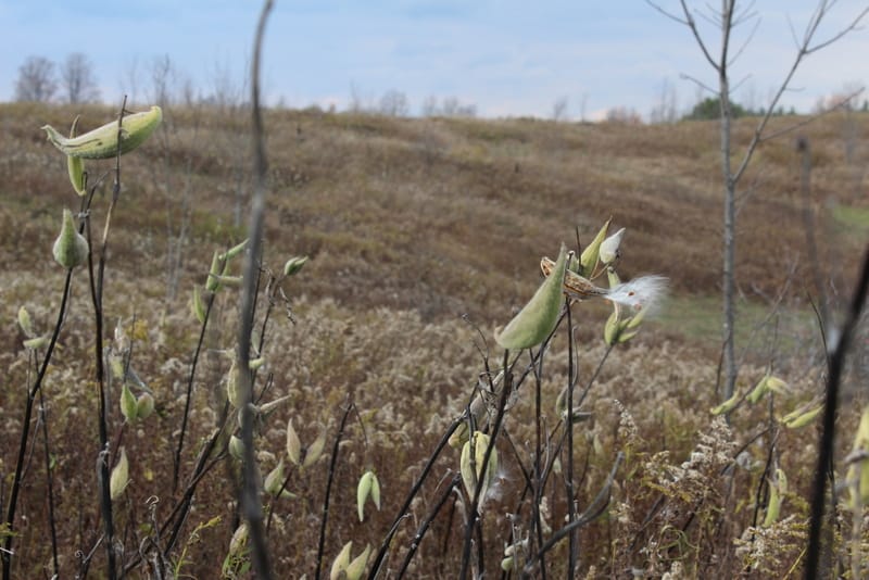 Forks of the Credit vilayet parkı