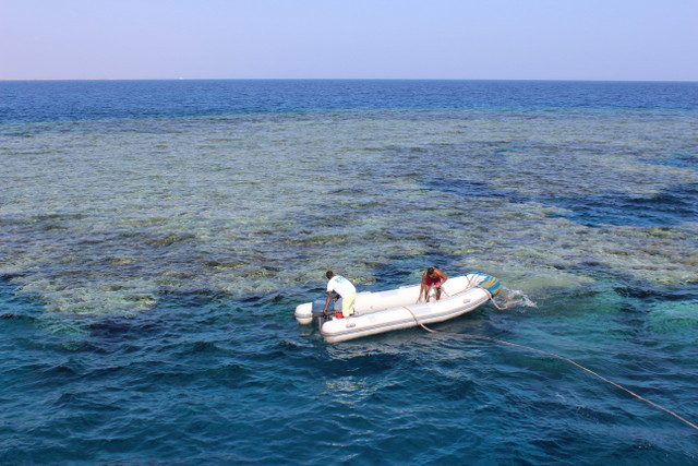 Kızıldeniz dalış safarisi