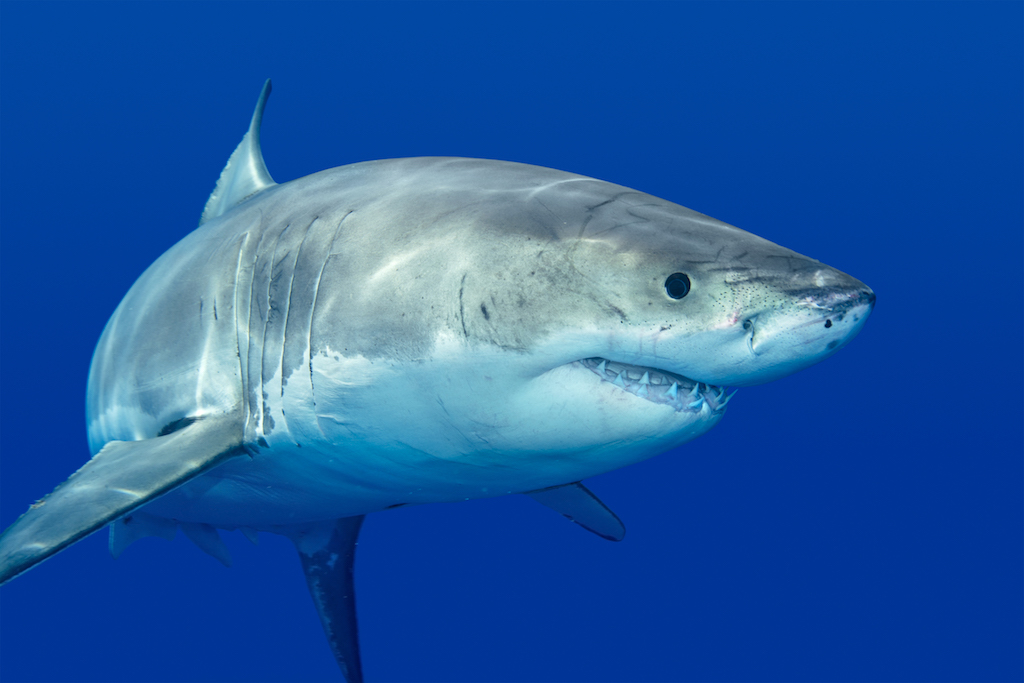 Elphinstone Reef - Longimanus Köpekbalığı