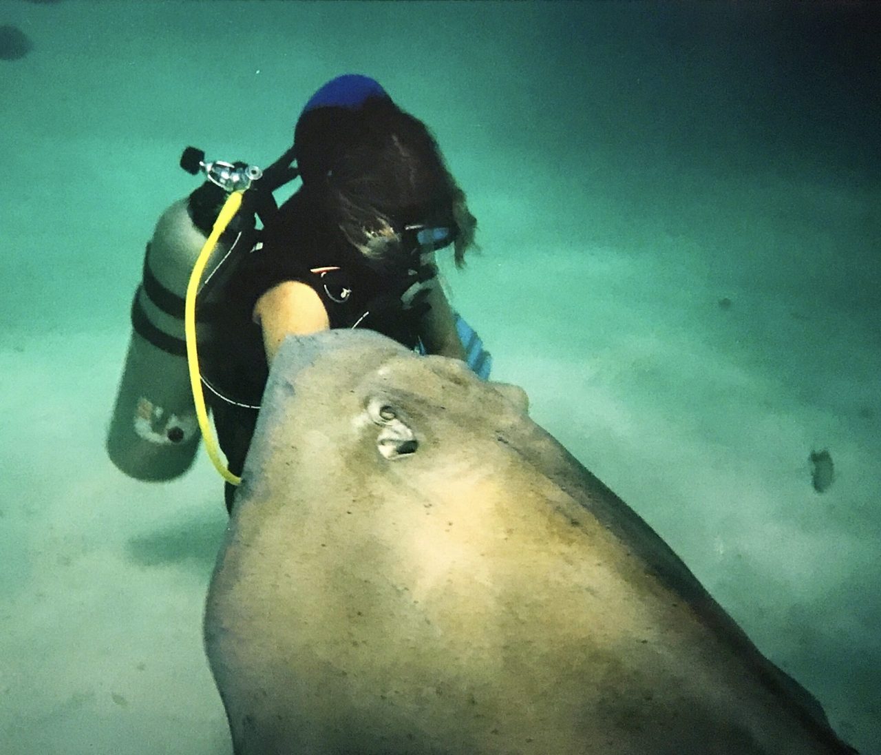 Cayman dalış rehberi