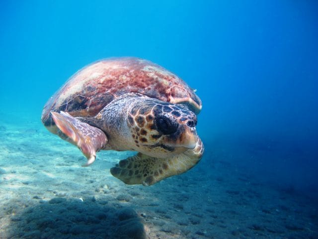 Dalyan dalış - Dalyan Dive Centre