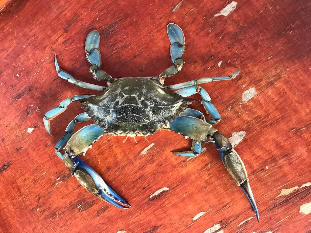 Dalyan Restoranları - Dalyan’da Ne Yenir?