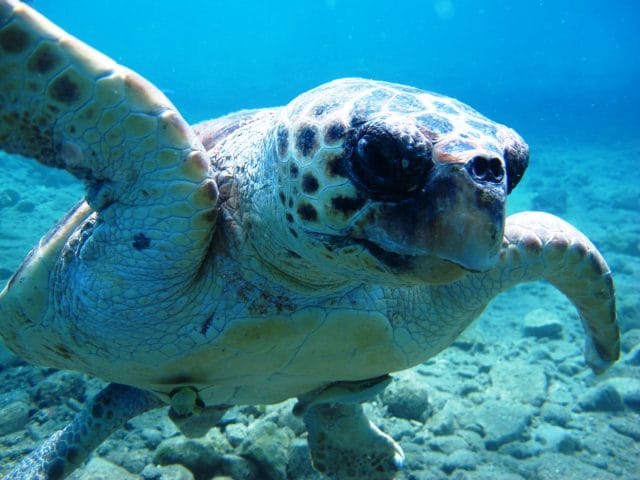 Dalyan dalış - Dalyan Dive Centre