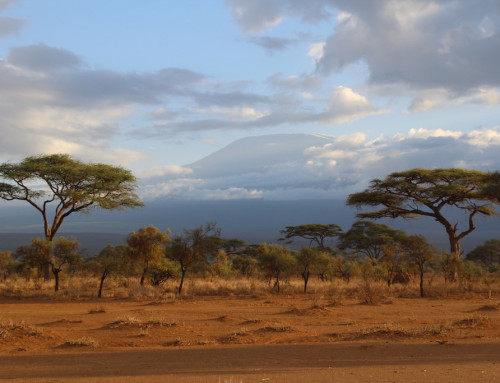 Amboseli Millî Parkı Gezi Rehberi
