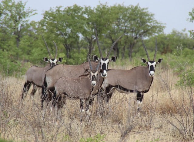Etosha Ulusal Parkı