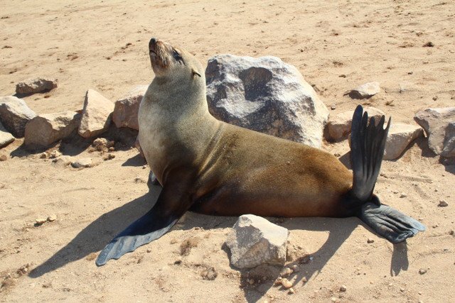 Swakopmund Cape Cross Seal Reserve | Küçük Dünya Gezi Rehberi