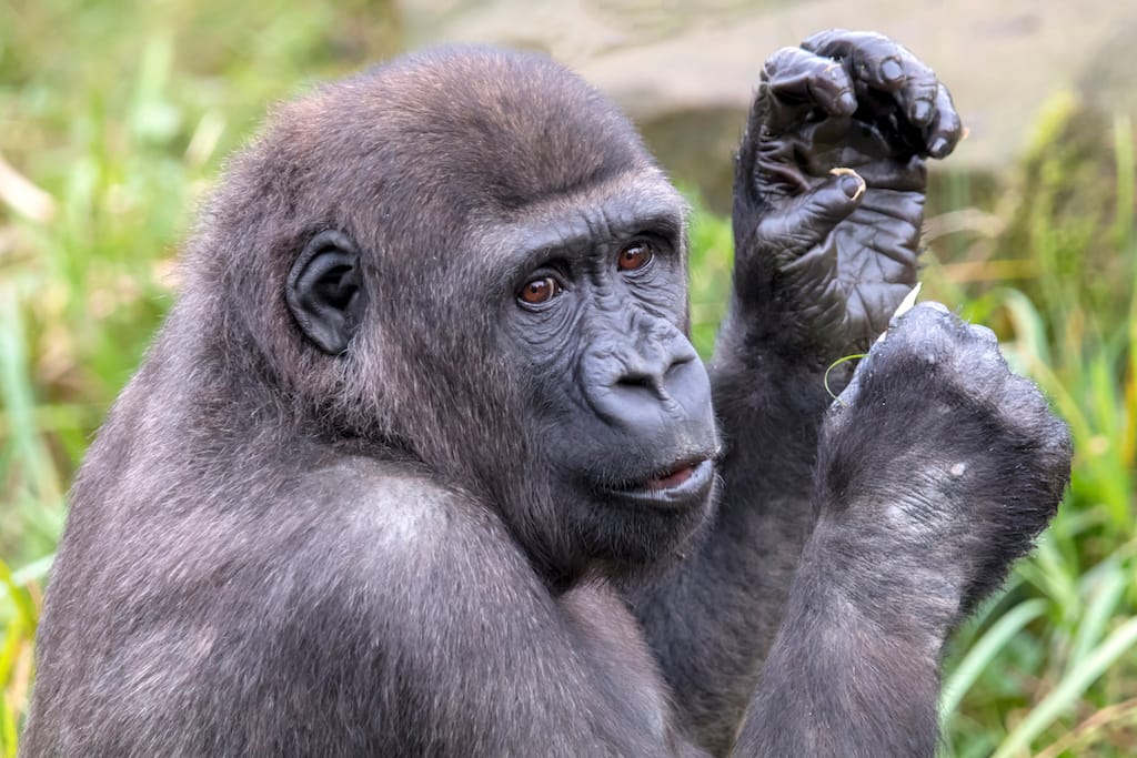 Uganda dağ gorili