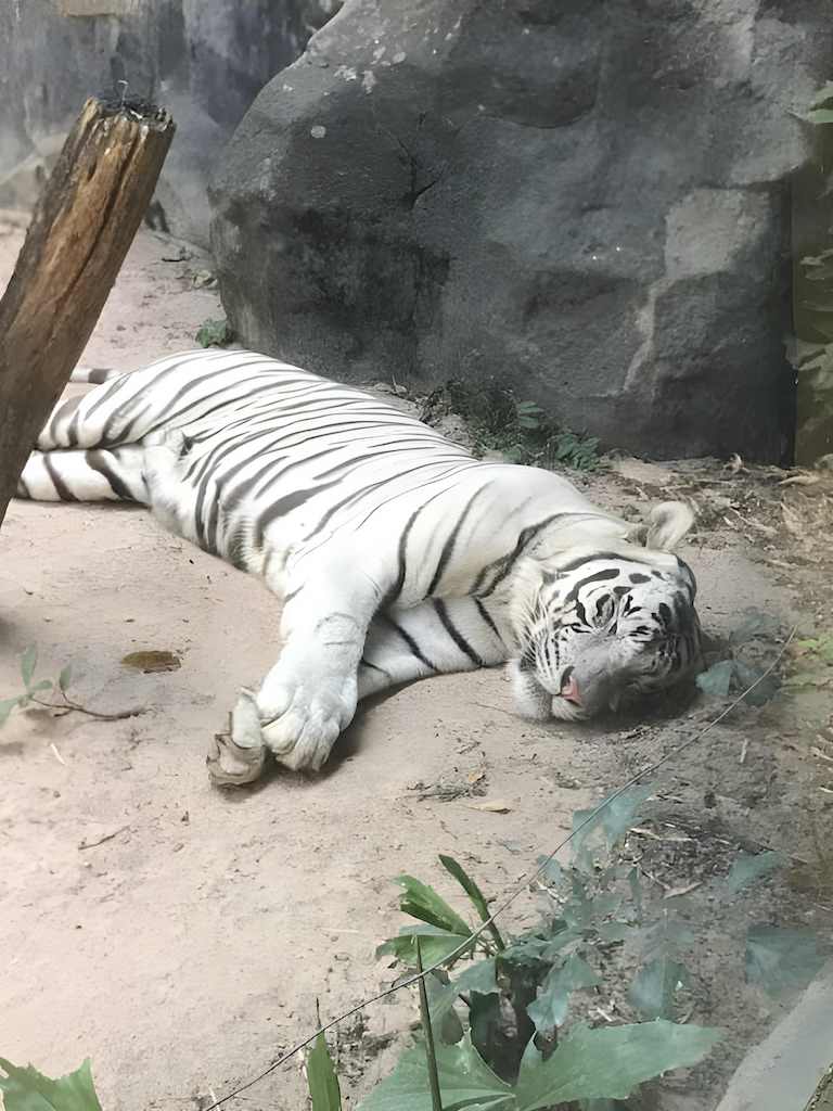 Khao Kheow Open Zoo