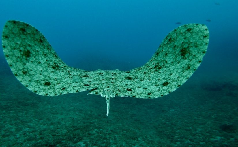 Hatay Dalış Rehberi – Türkiye’nin Kızıldeniz’i