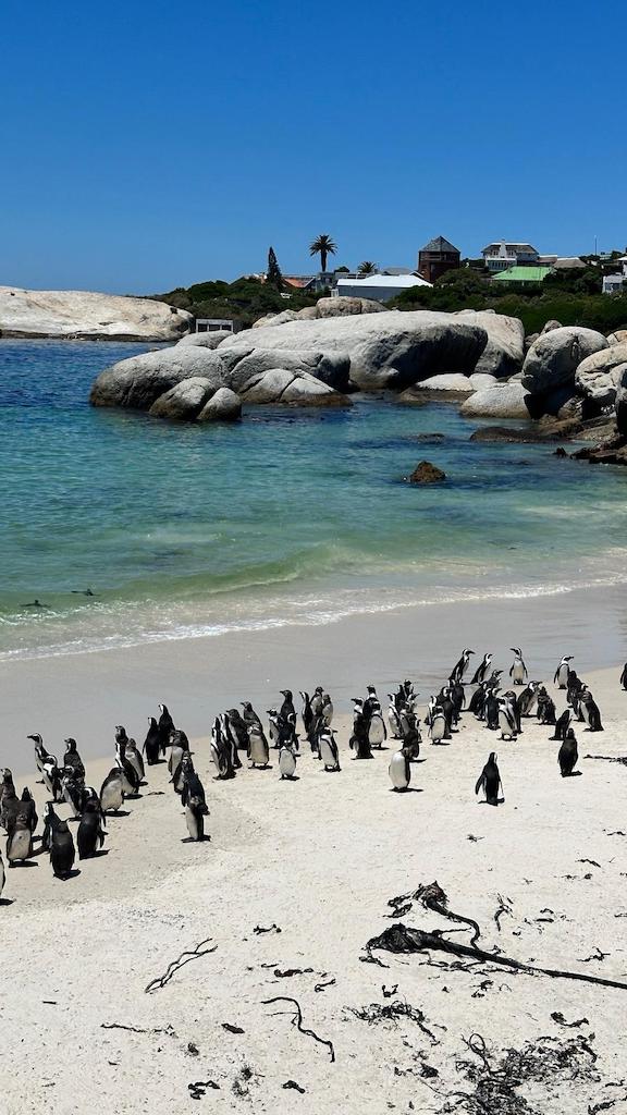 Boulders Beach
