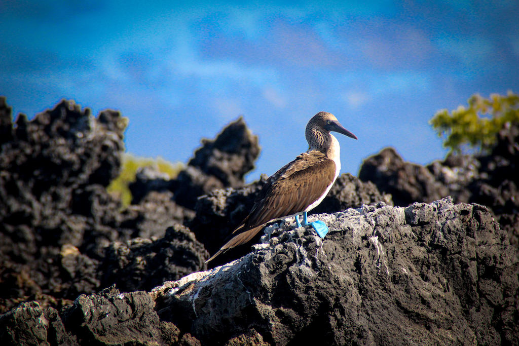 Galápagos Adaları - Isabela Adası - Mavi ayaklı sümsük kuşu (booby)