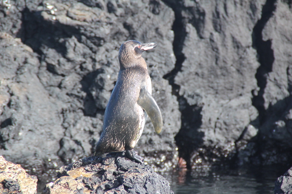Isabela Adası - Galápagos Pengueni
