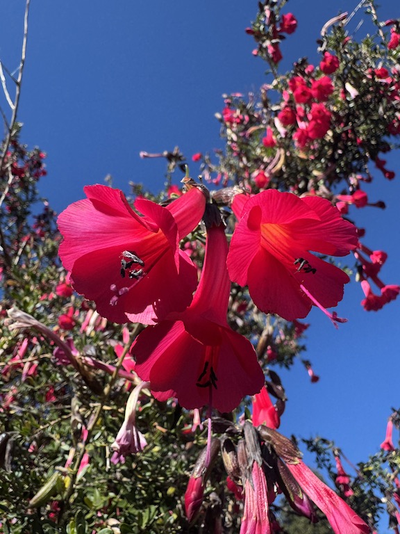Cantua buxifolia
