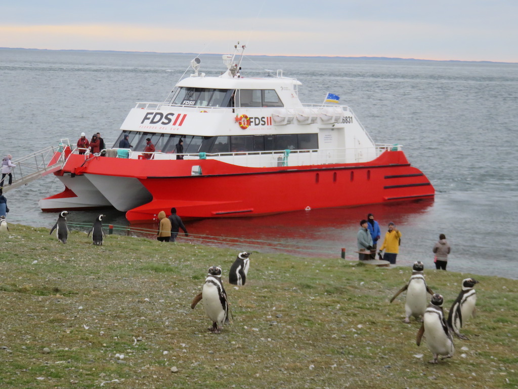 Magdalena Adası’na gidip yüzlerce Macellan penguenini (Magellanic penguin) görebiliyorsunuz
