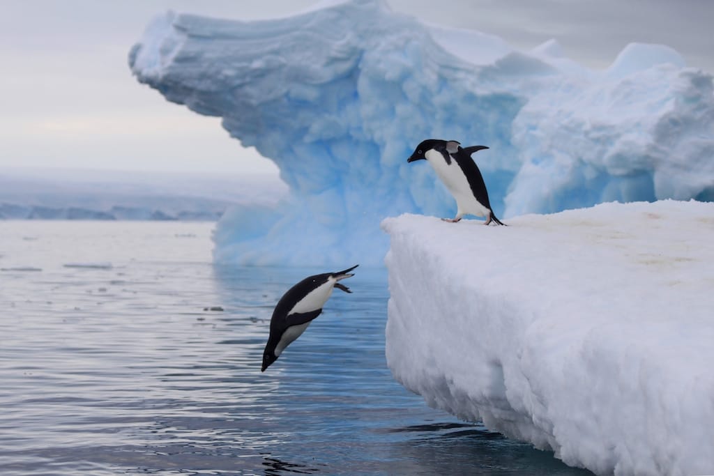 Heritage Expeditions - Adelie Penguins Leaping © K.Ovsyanikova