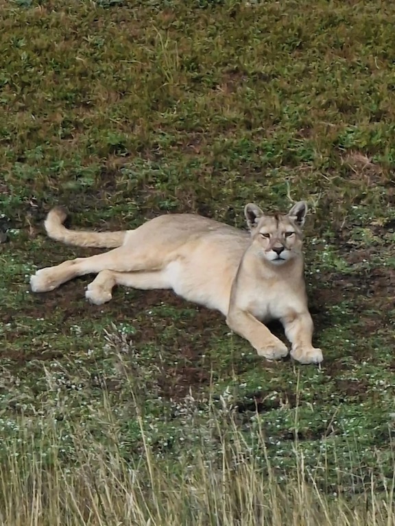 Patagonya'nın ev sahibi - Puma