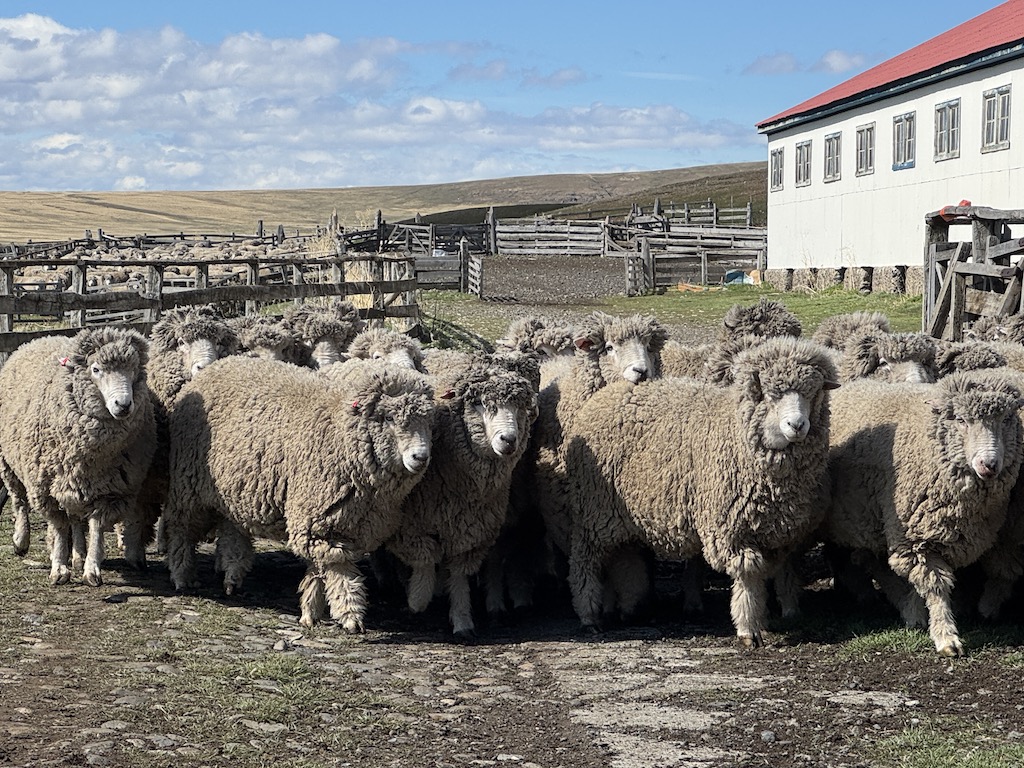 Puerto Natales - Tierra de Ovejeros'da (Cerro Castillo Ranch) koyun yetiştiriciliği
