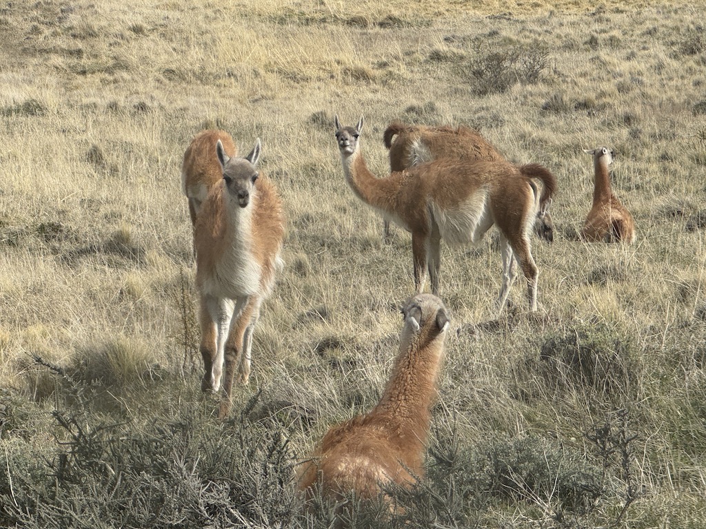 Guanaco sürüleri