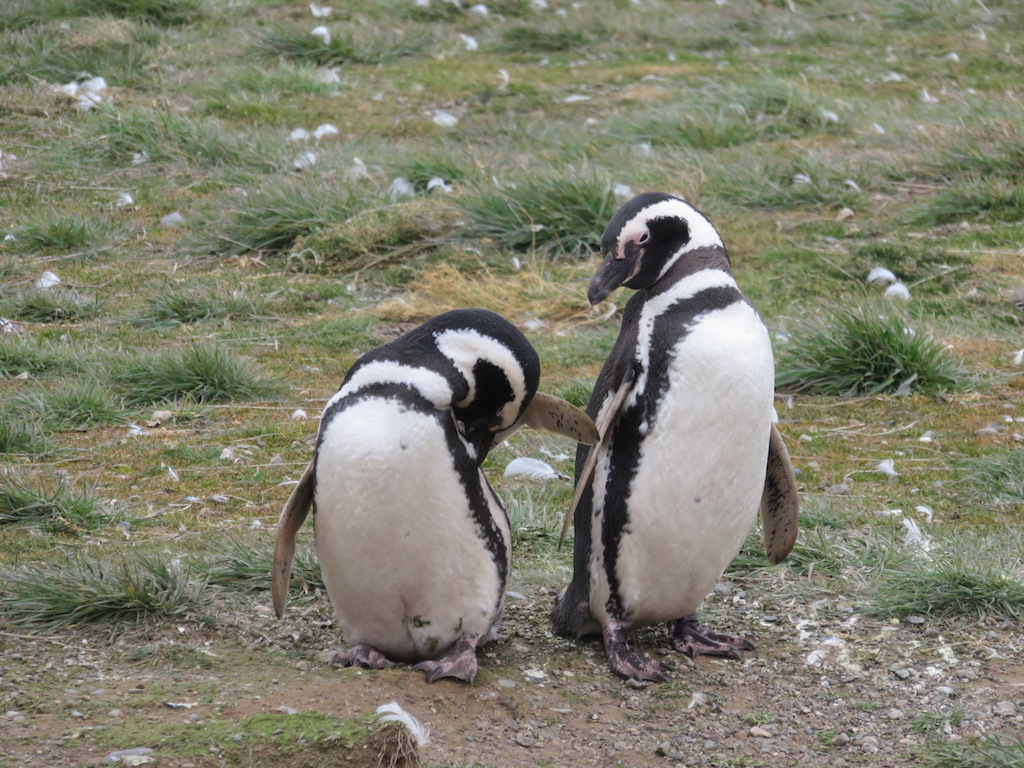 Isla Magdalena - Macellan penguenleri