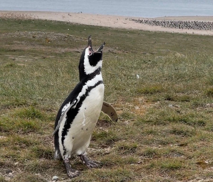 Magdalena Adası - Şili - Macellan penguenleri
