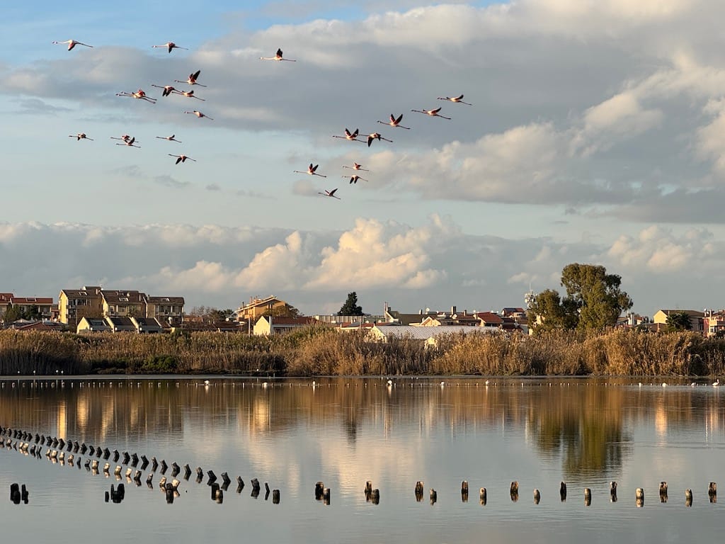Molentargius-Saline Tuz Gölü Parkı ve flamingolar