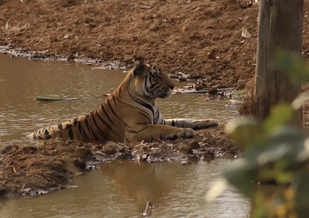 Bandhavgarh Kaplan Koruma Alanı