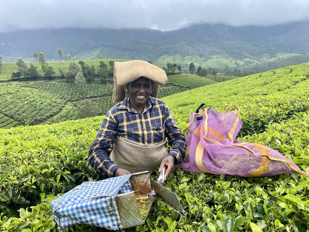 Munnar - Çay tarlaları