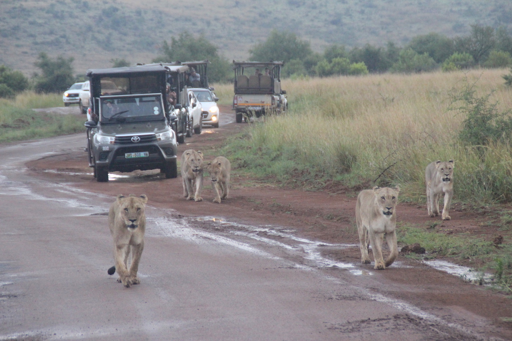 Pilanesberg Milli Parkı