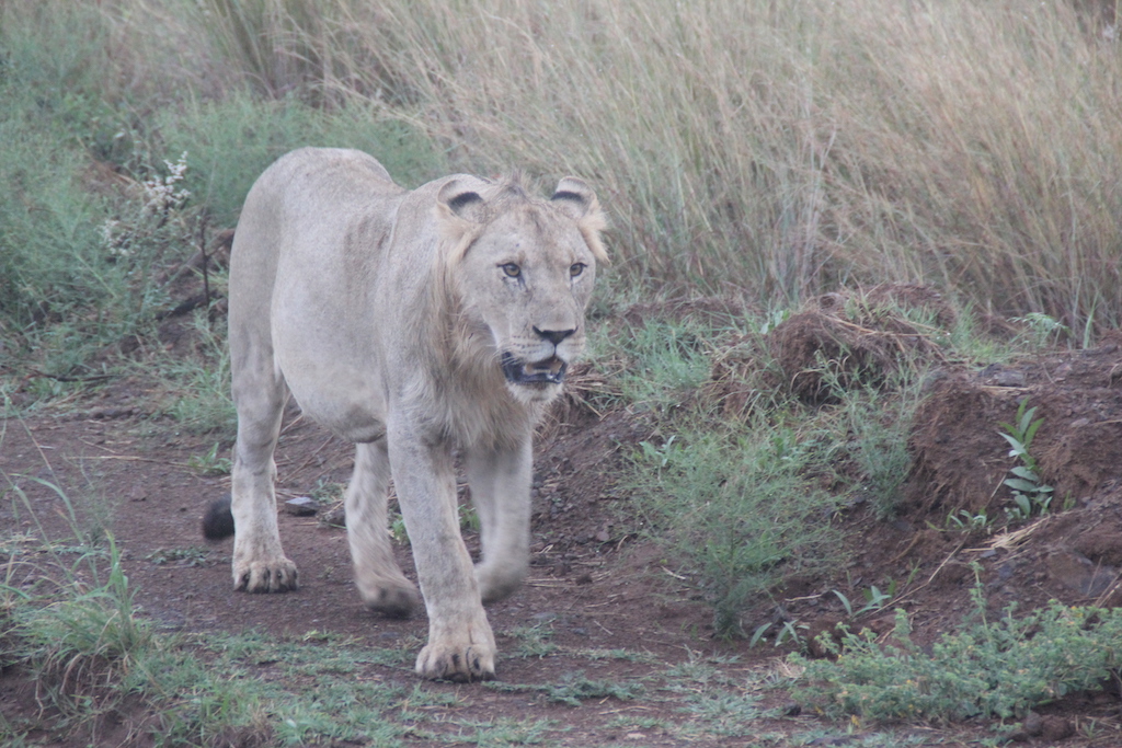Pilanesberg - Aslan
