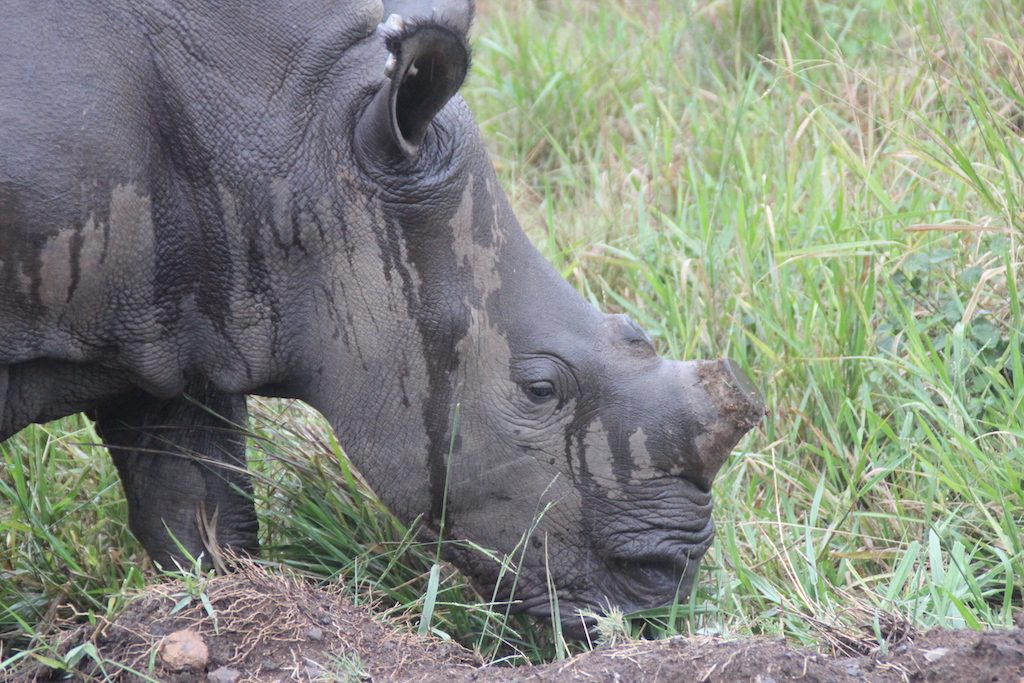 Pilanesberg - Gergedan