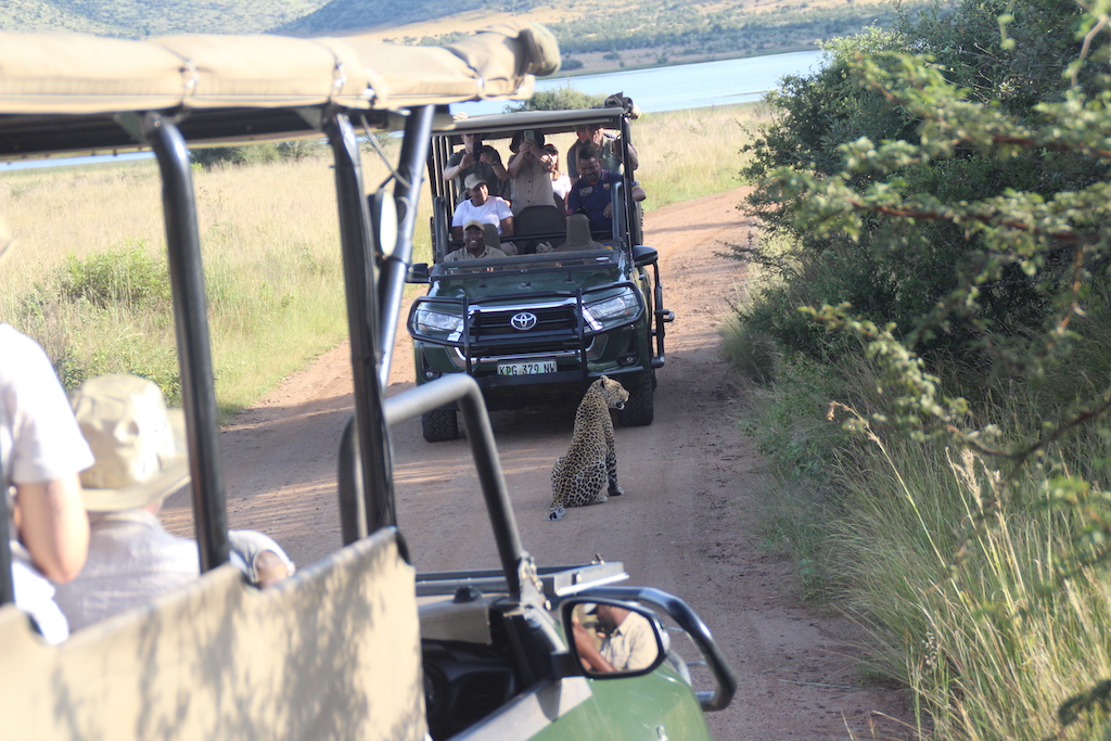 Pilanesberg - Leopar