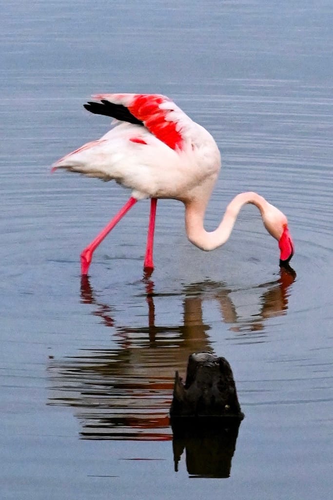 Molentargius-Saline Tuz Gölü Parkı ve flamingo