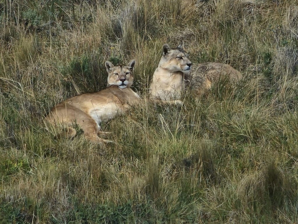 Patagonya'nın ev sahibi - Puma
