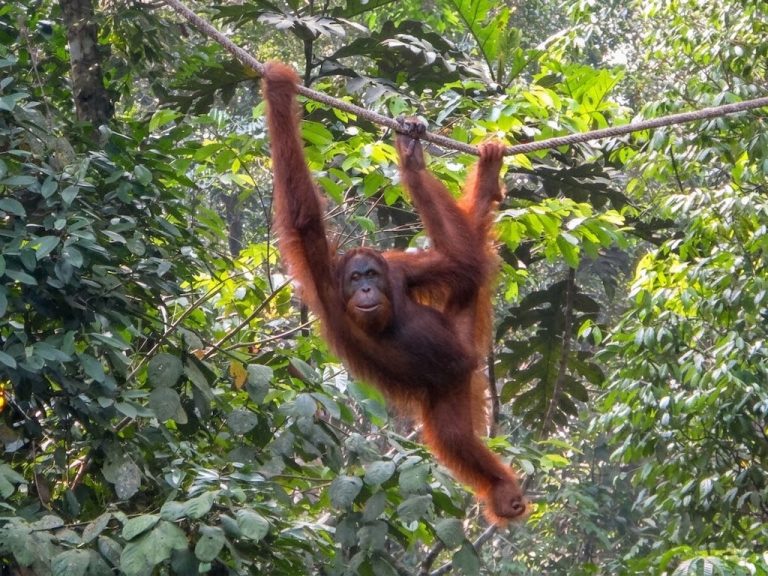 Borneo - Sarawak - Orangutan
