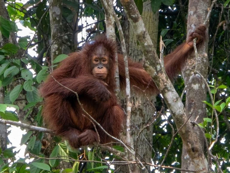 Borneo - Sarawak - Orangutan
